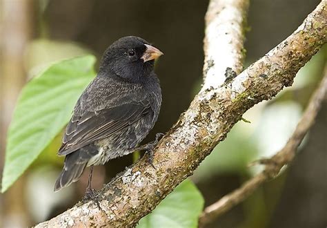 are galapagos finches dangerous